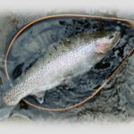 Fish caught in a river in Niskeo, Hokkaido